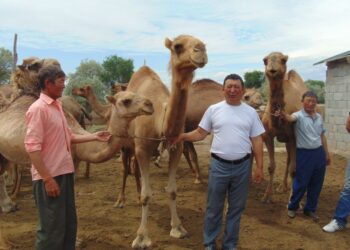 Ұқсата білген ұтады