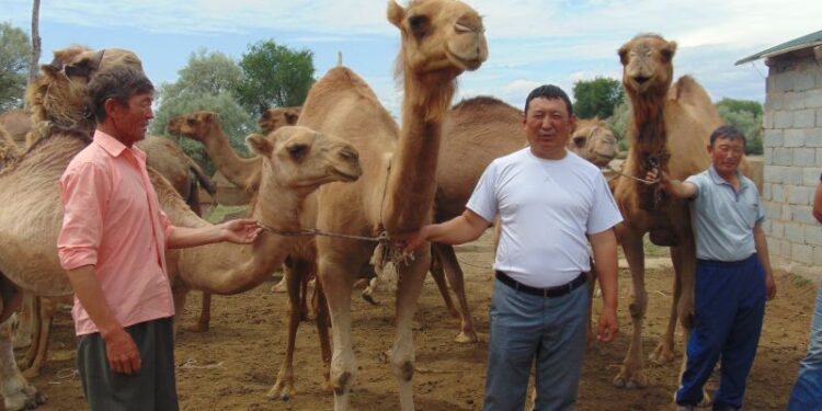 Ұқсата білген ұтады