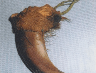 ШӘКІЛ БАБАДАН ҚАЛҒАН БҮРКІТТІҢ ТҰЯҒЫ