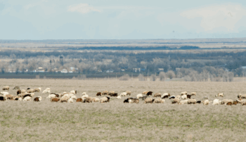 Жем-шөп жеткілікті ме?